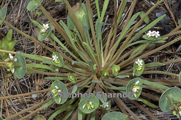 claytonia parviflora ssp parviflora 1 graphic